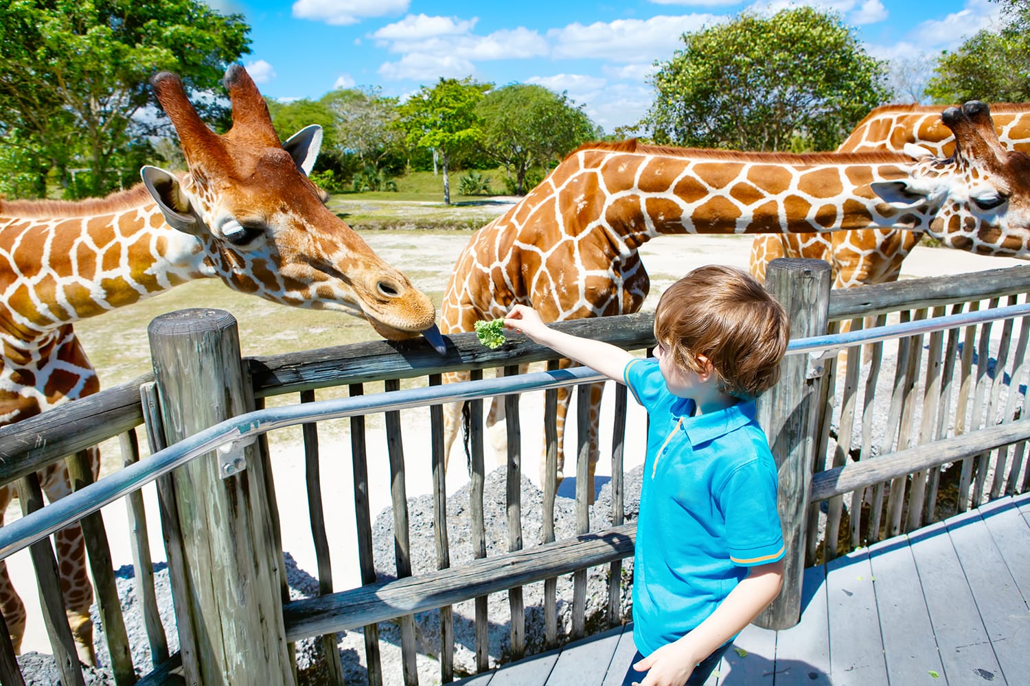 You are currently viewing Οι 10 καλύτεροι ζωολογικοί κήποι στη Φλόριντα των ΗΠΑ