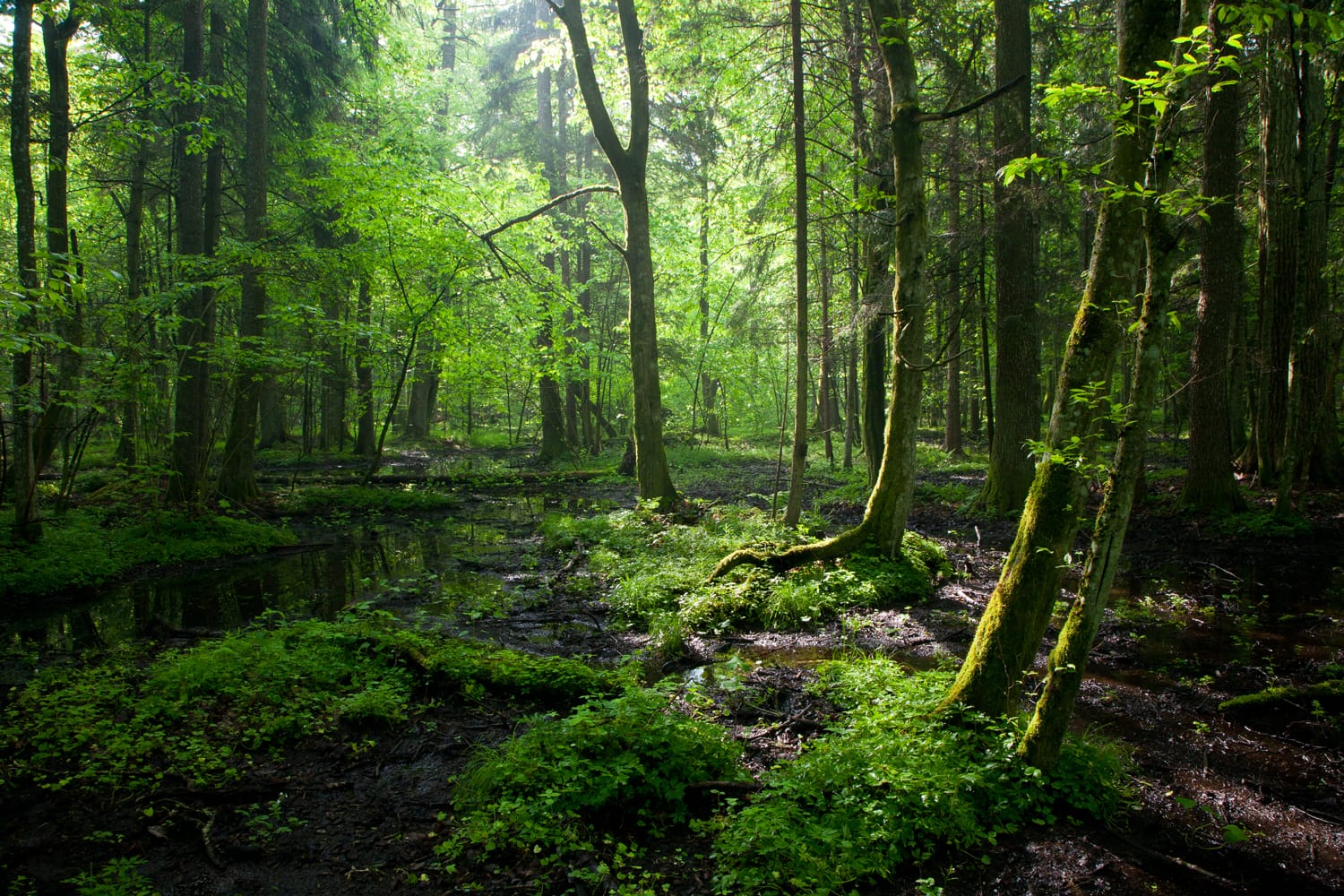 Bialowieza Forest in Poland and Belarus