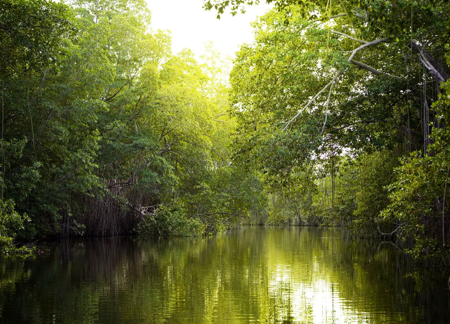 Tropical mangrove forest on the Black River, Jamaica