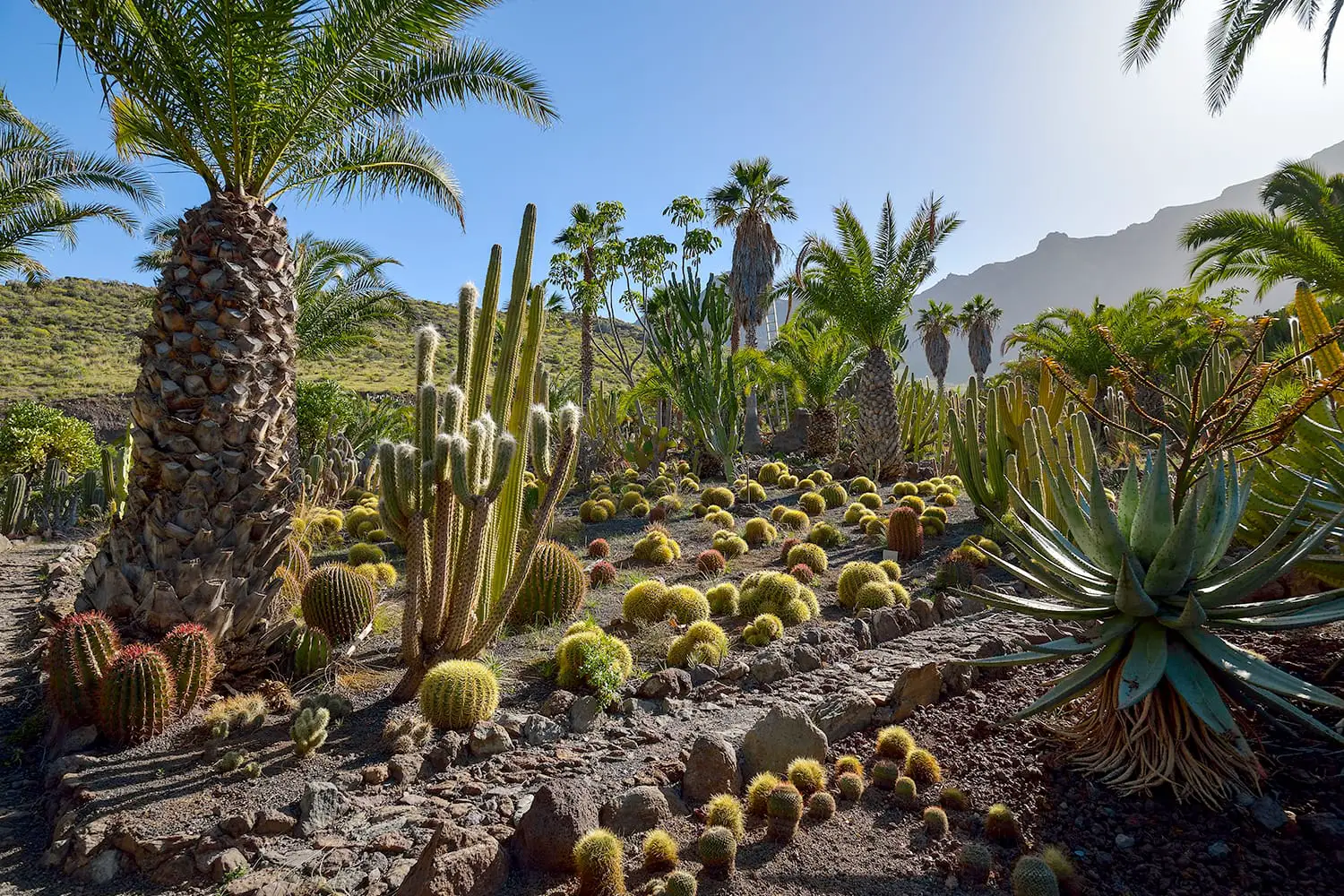 Cactus garden on Gran Canaria island, Spain