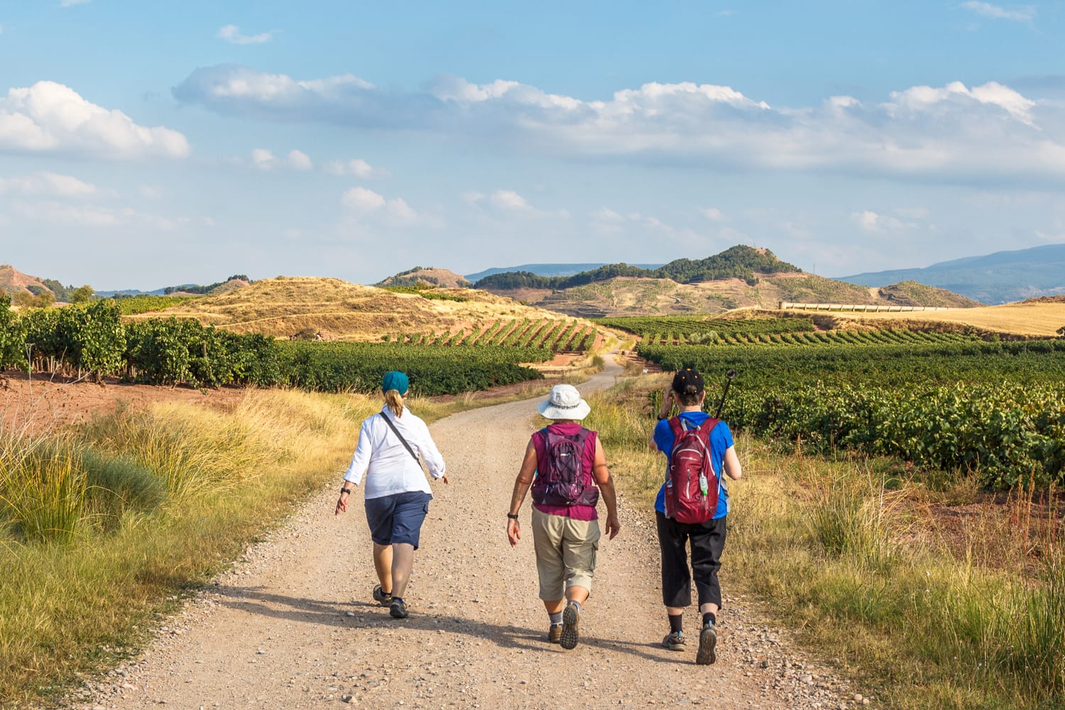 a group of pilgrims walking the camino de santiago vinyards in la rioja region, spain
