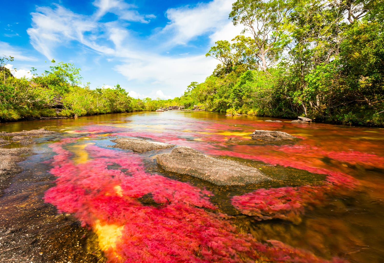 Cano Cristales, a multicolored river in Colombia. 