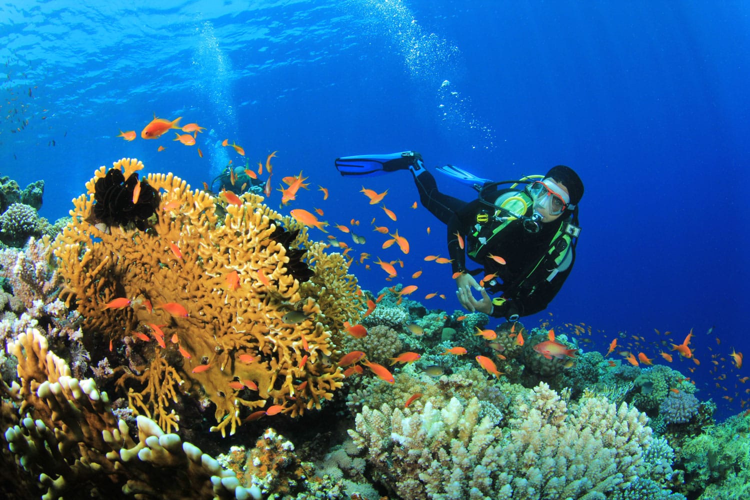Scuba Diver, Tropical Fish and Coral Reef