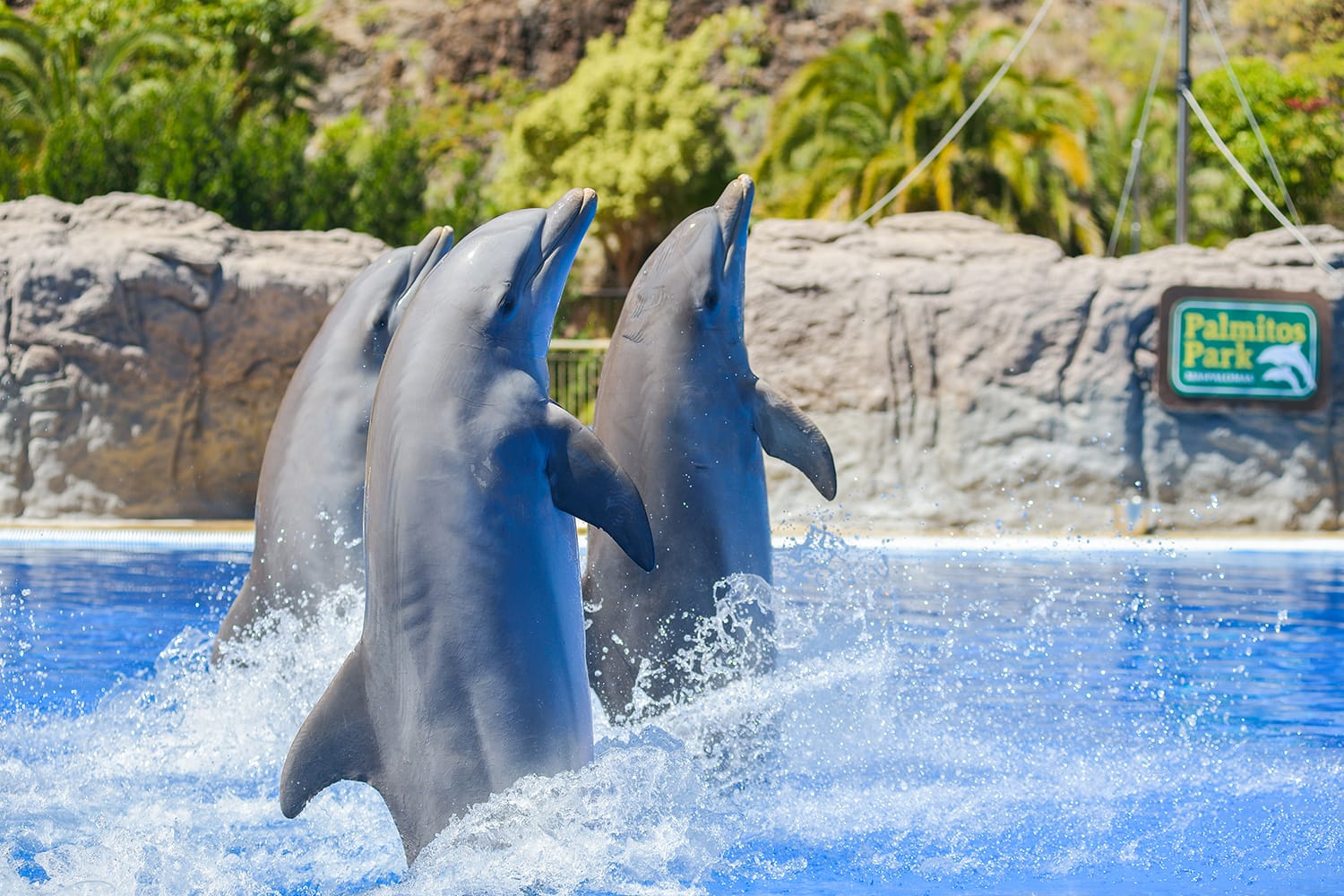 Εμφάνιση δελφινιών στο πάρκο Palmitos στο Maspalomas, Γκραν Κανάρια, Ισπανία