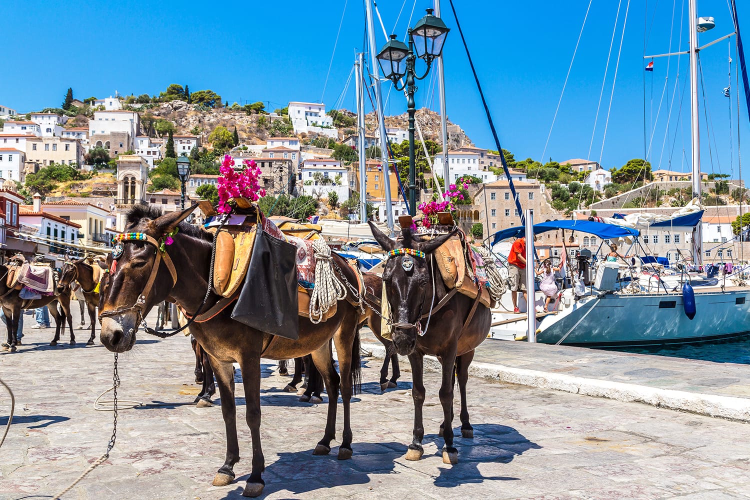 Γαϊδούρια στο νησί της Ύδρας σε μια καλοκαιρινή μέρα στην Ελλάδα