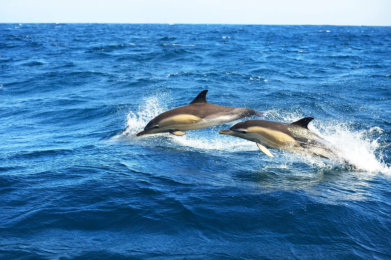 Δύο δελφίνια που πηδούν στη Μεσόγειο θάλασσα μια καθαρή μέρα, το ριγέ δελφίνι (Stenella coeruleoalba) σε κοντινή απόσταση. Κύματα και πιτσιλιές νερού. Θέα από το ιστιοπλοϊκό. Ισπανία