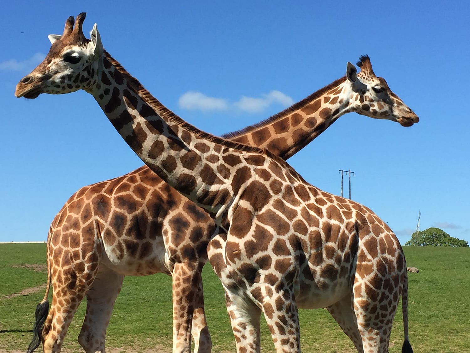 Giraffes at Fota Wildlife Park, Co. Cork, Ireland