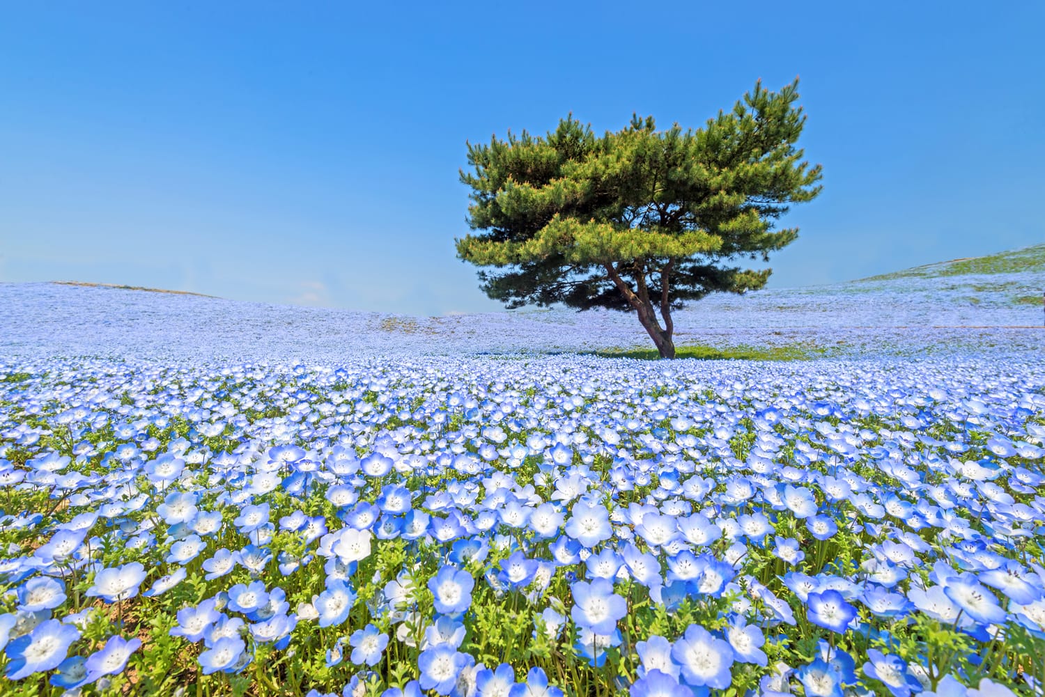 Nemophila, flower field at Hitachi Seaside Park in spring, Japan