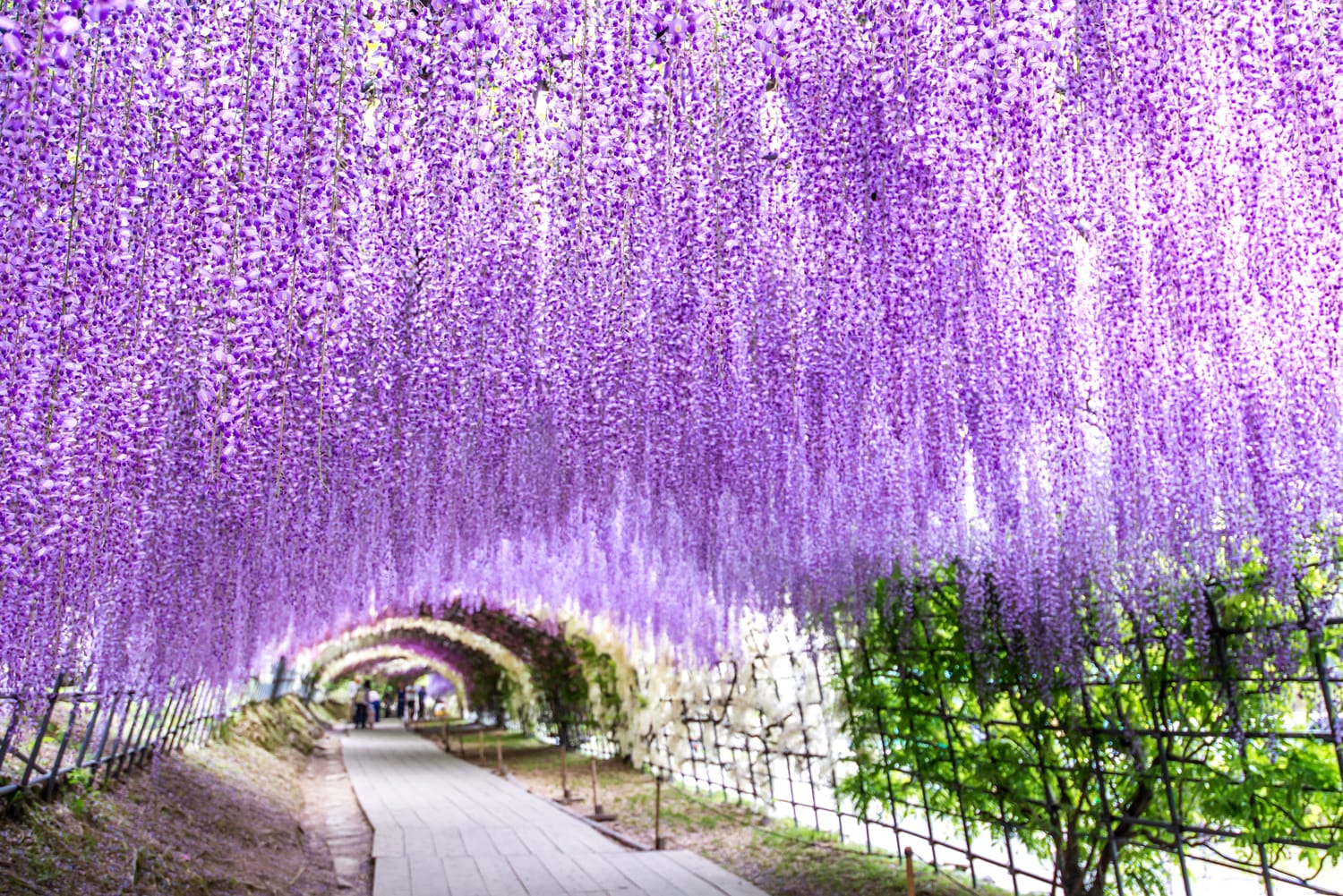 Wisteria Tunnel at Kawachi Fuji Garden, Japan