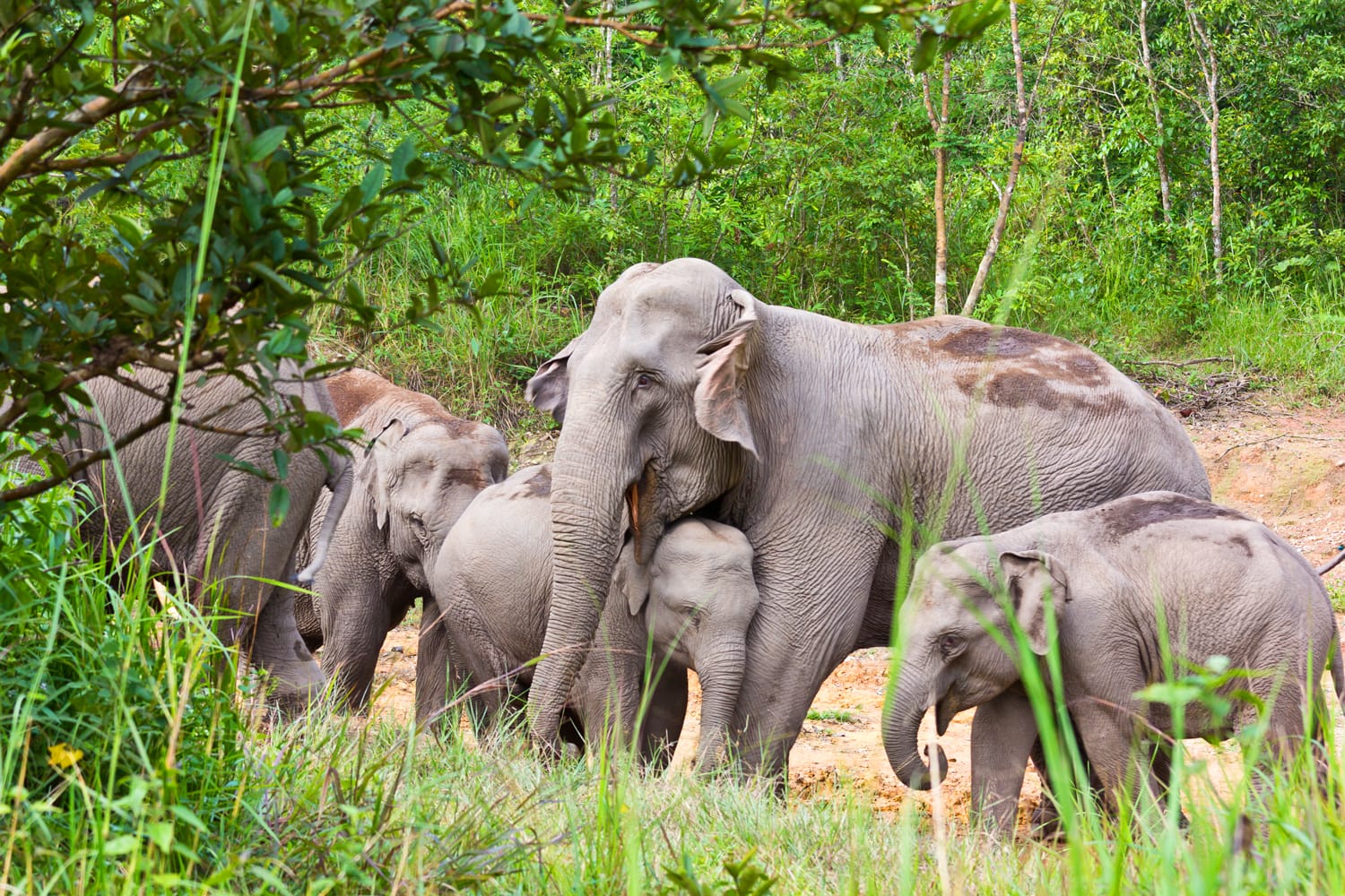 Elephants at Kui Buri National Park in Thailand