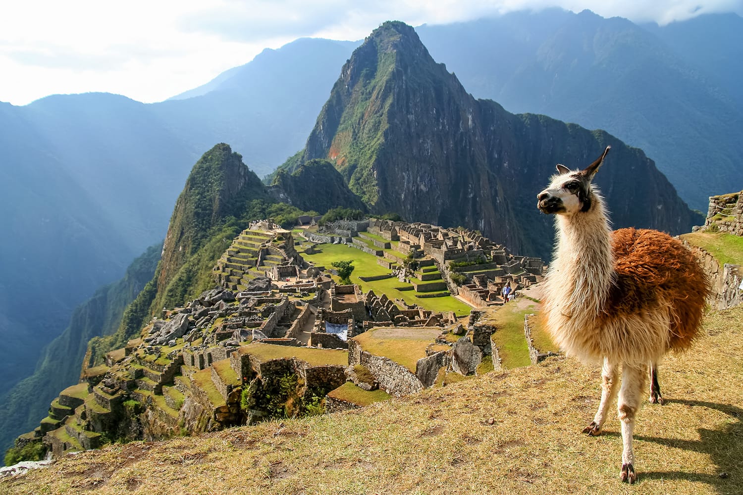 A Llama in front of the ancient inca town of Machu Picchu