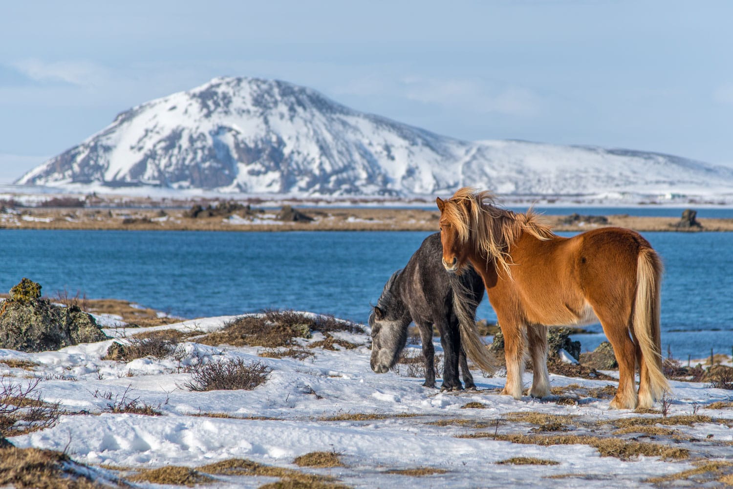 Ισλανδικά άλογα στην πλευρά της λίμνης Myvatn, Ισλανδία