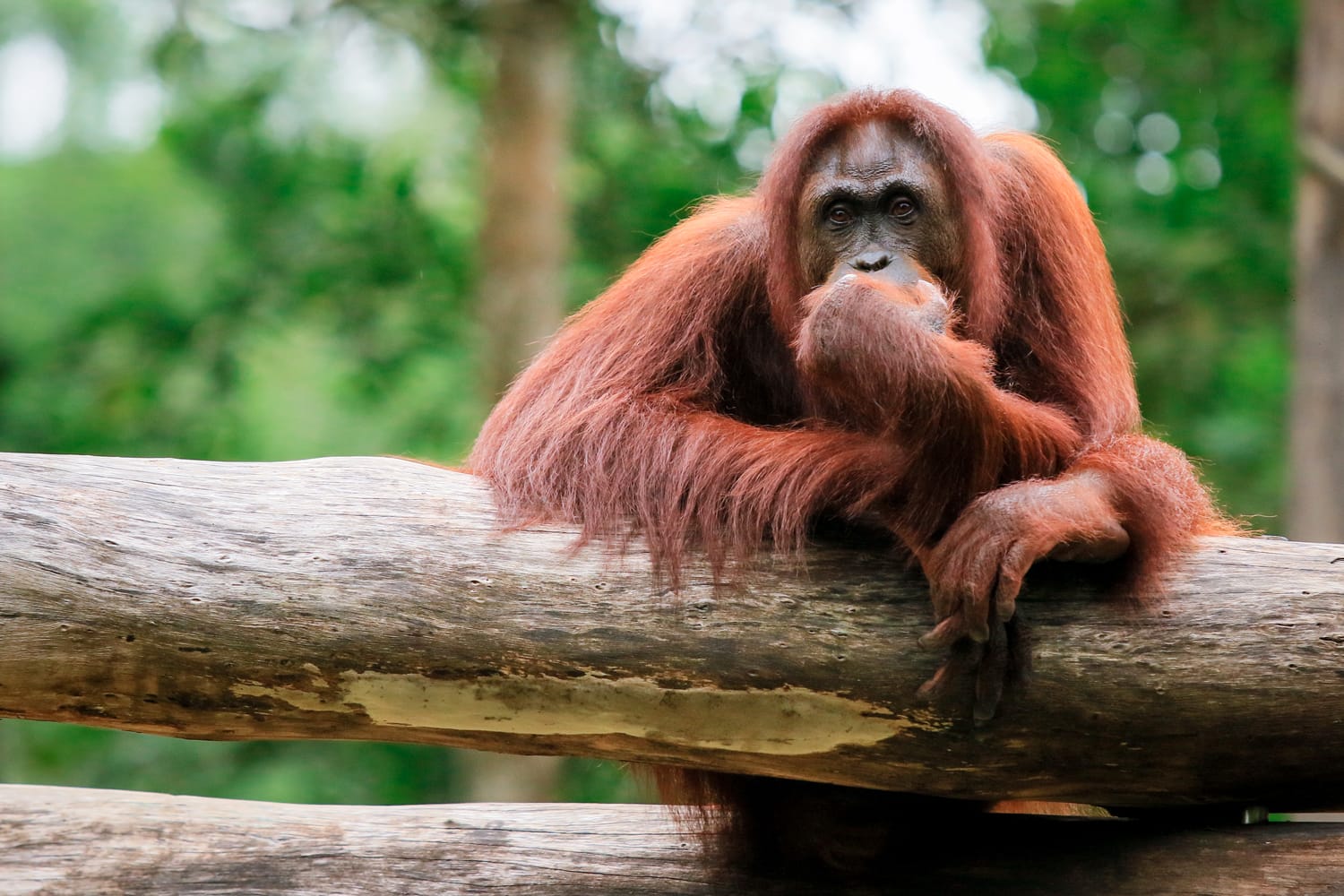 Thinking Orangutan, Kota Kinabalu, Borneo, Malaysia