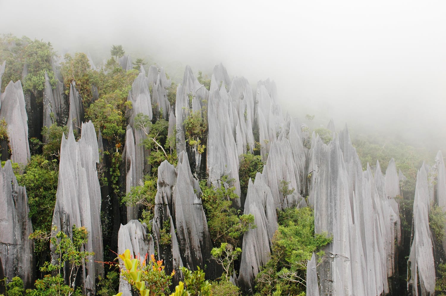 Pinnacles in Gunung Mulu National Park. Borneo. Malaysia.