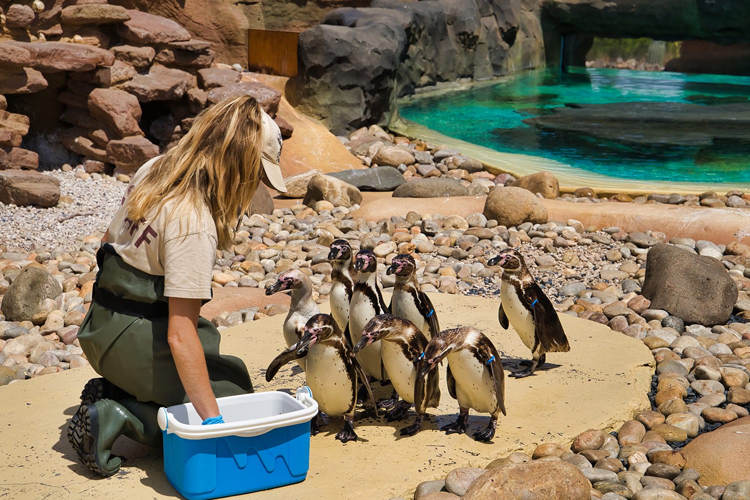 An employee of the zoo is feeding penguins in an aviary. Themed Rancho Texas Park on Lanzarote Island.