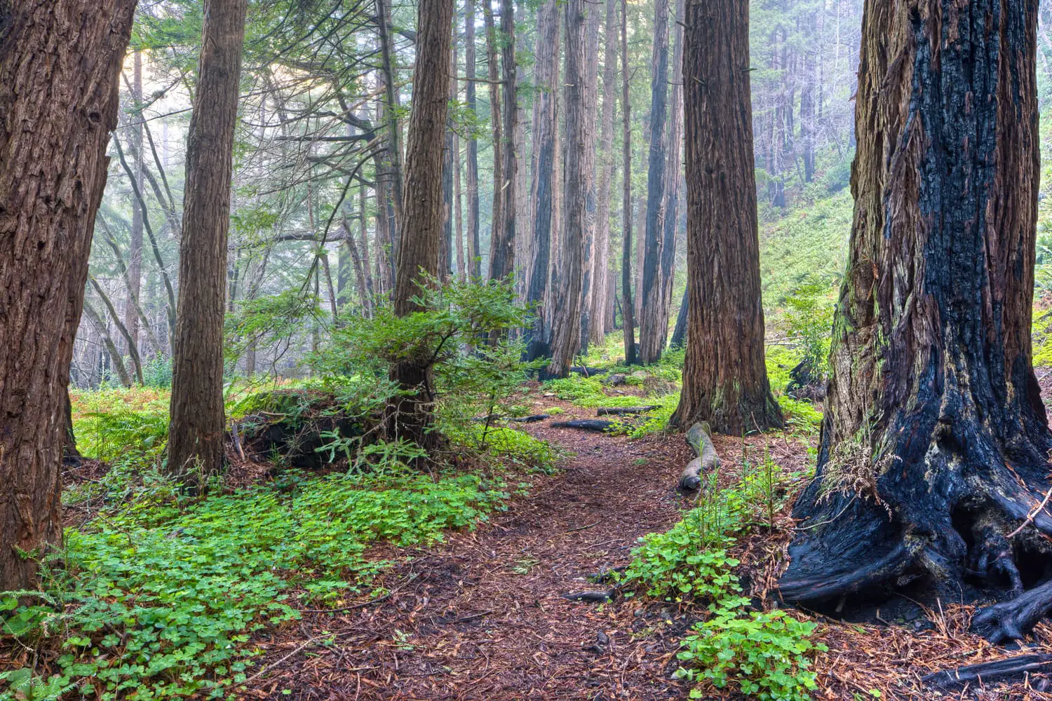 Redwood Grove and Fog, Big Sur, Καλιφόρνια