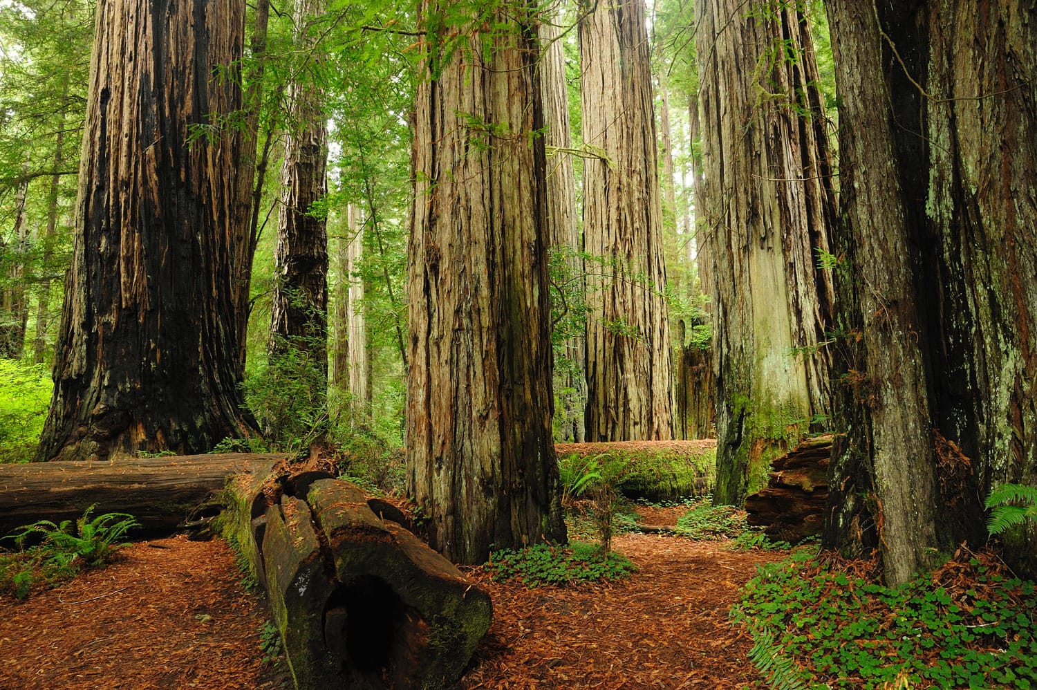 Εθνικό πάρκο Redwood στην Καλιφόρνια, ΗΠΑ