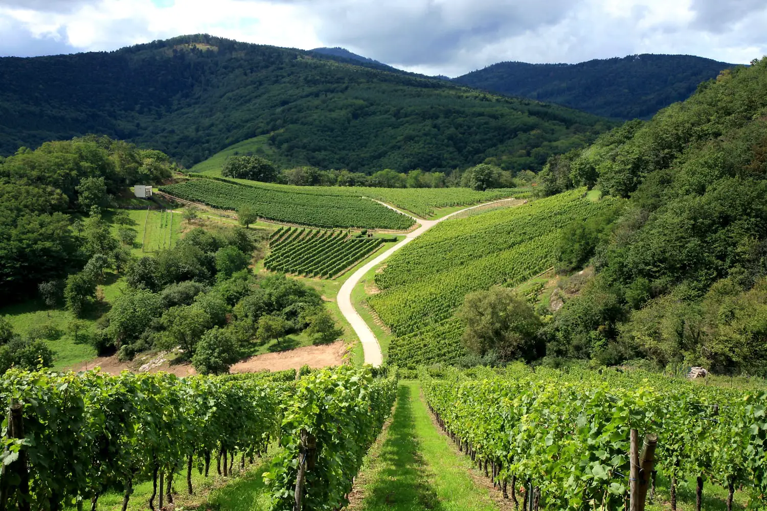 Route des vines in Alsace France