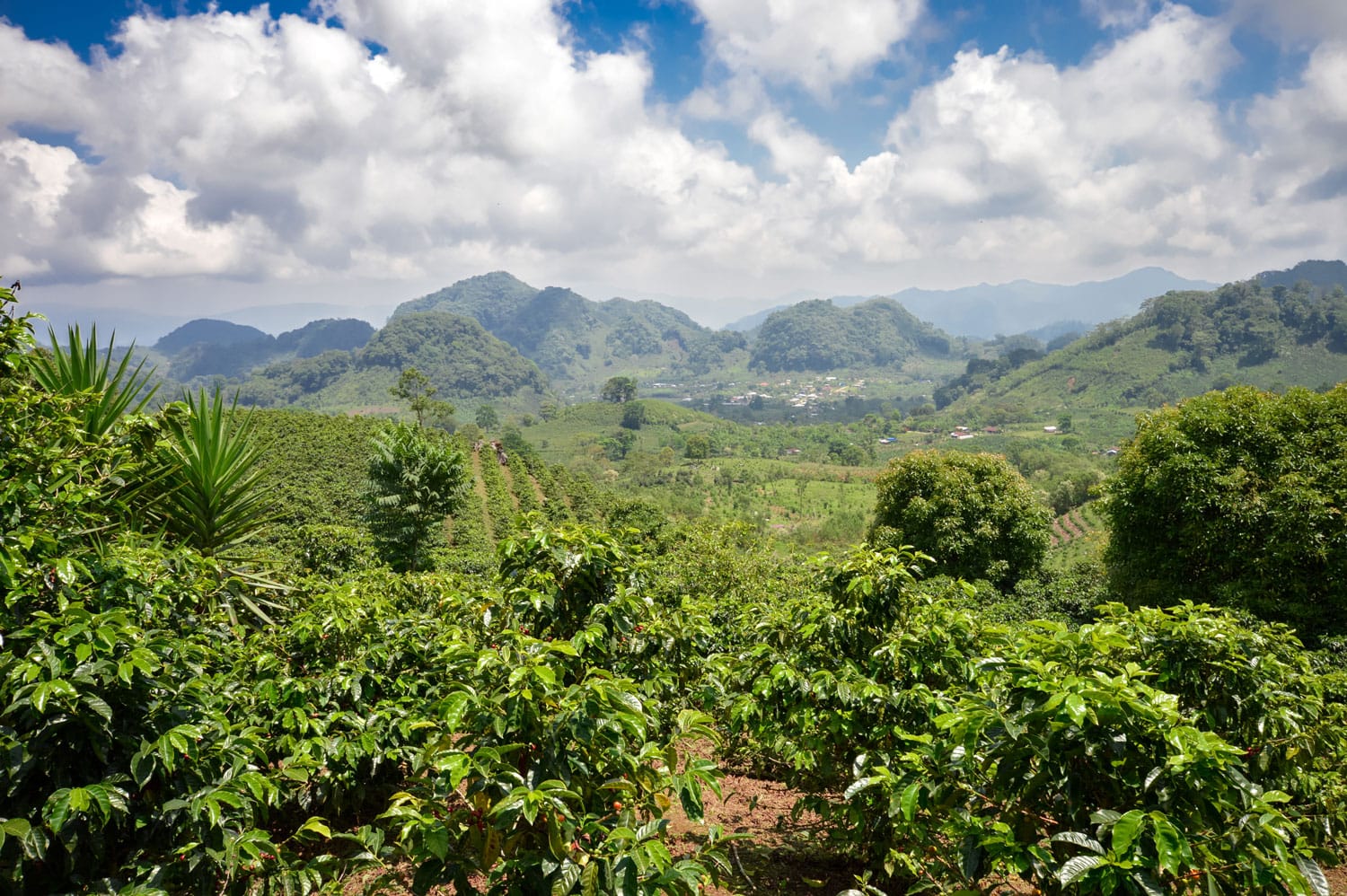 Φυτείες καφέ στα υψίπεδα της δυτικής Ονδούρας