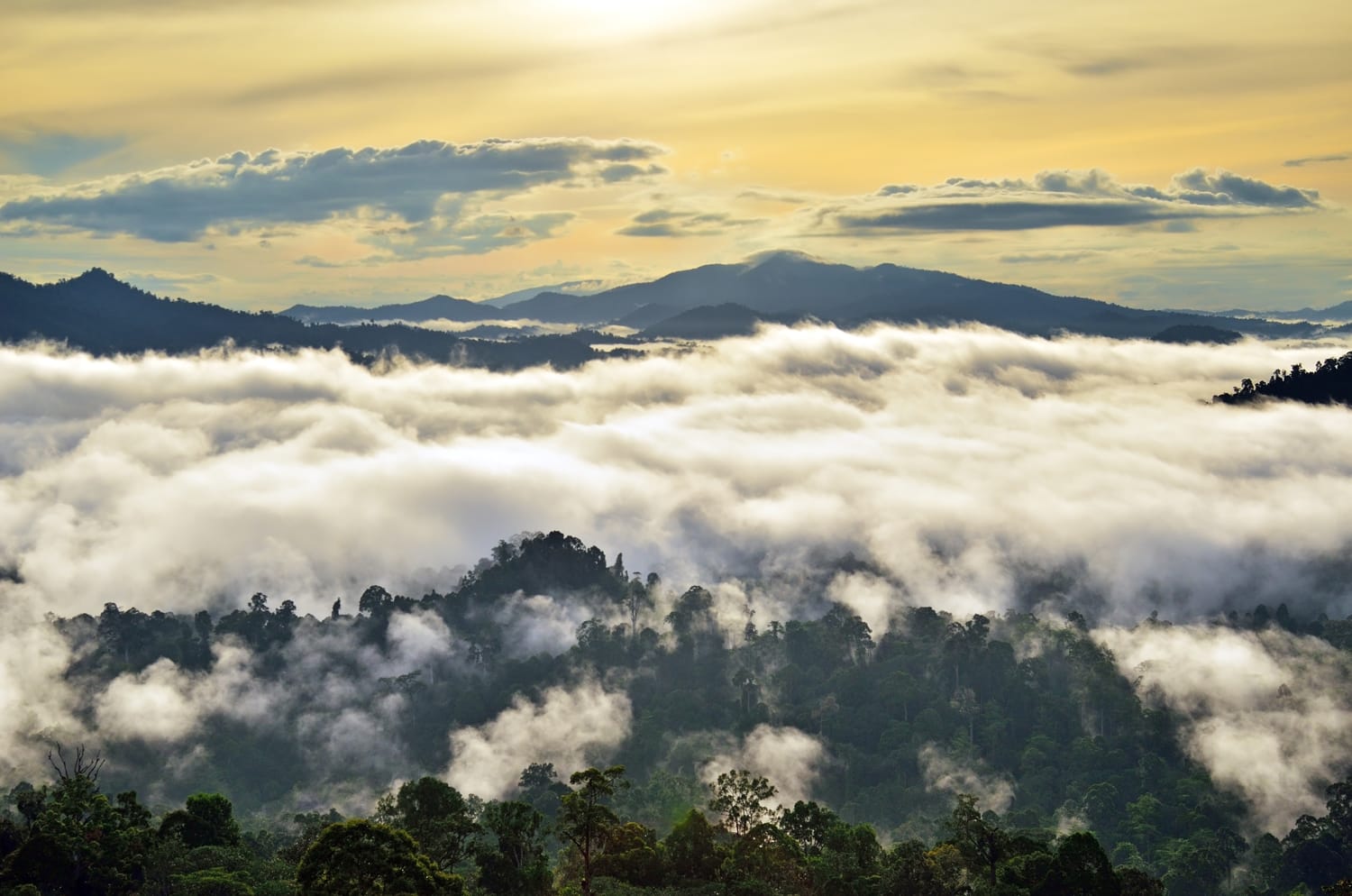 Sunrise with fogs and mist over rain forest in Danum Valley Conservation Area in Lahad Datu, Sabah Borneo, Malaysia.