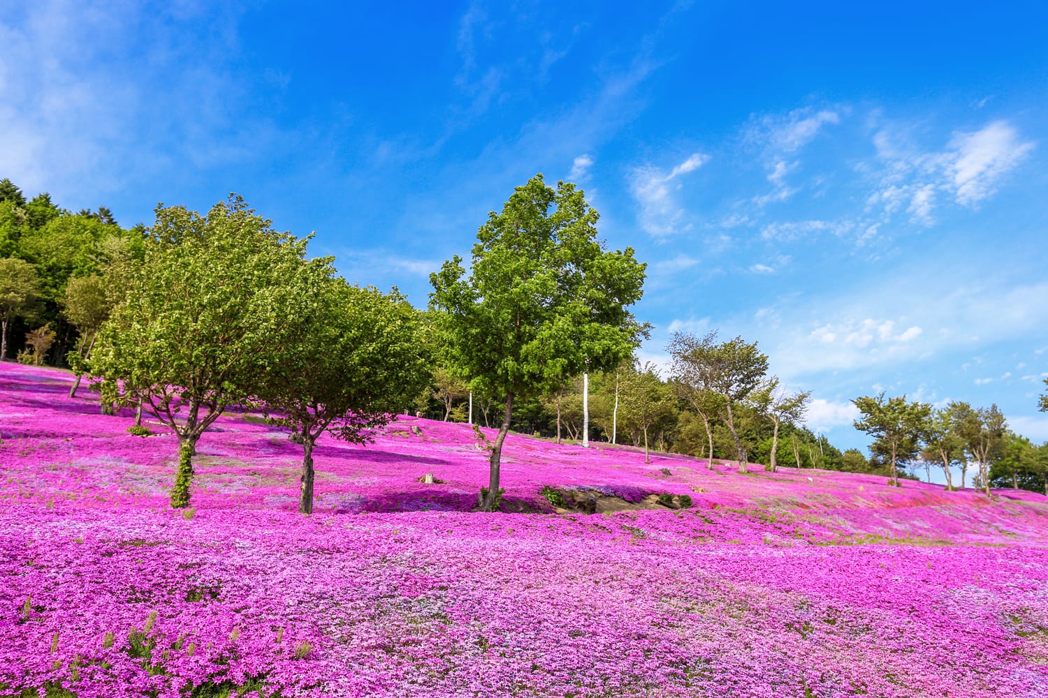 Landscape with pink flowers on the mountain, Takinoue, Hokkaido Japan.