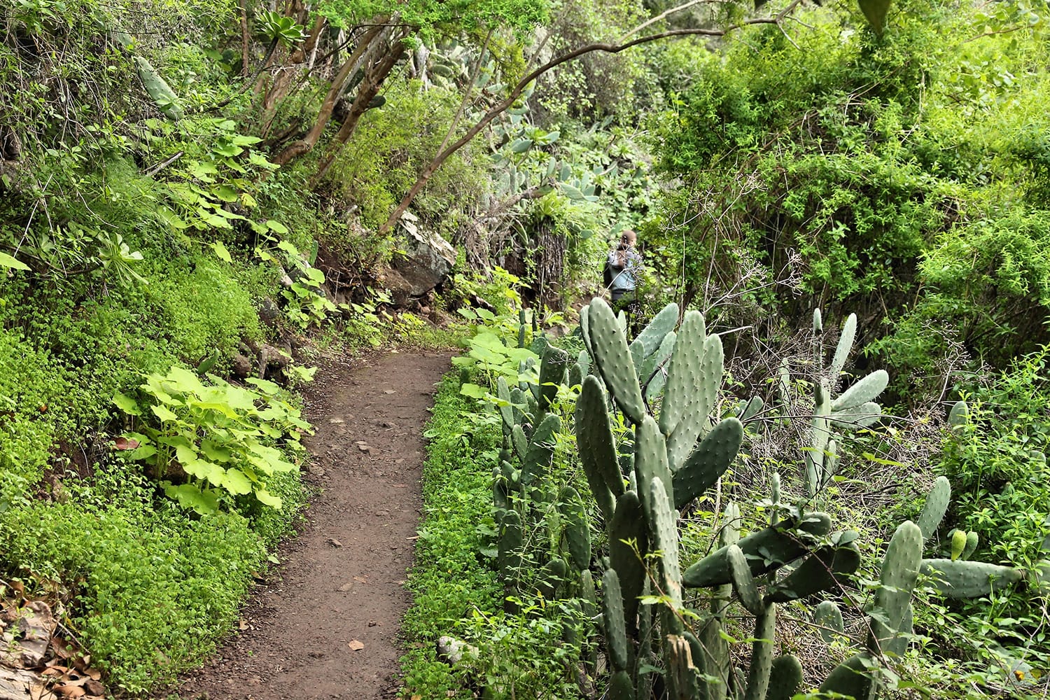 Laurel forest of Tilos de Moya in Gran Canaria, Spain