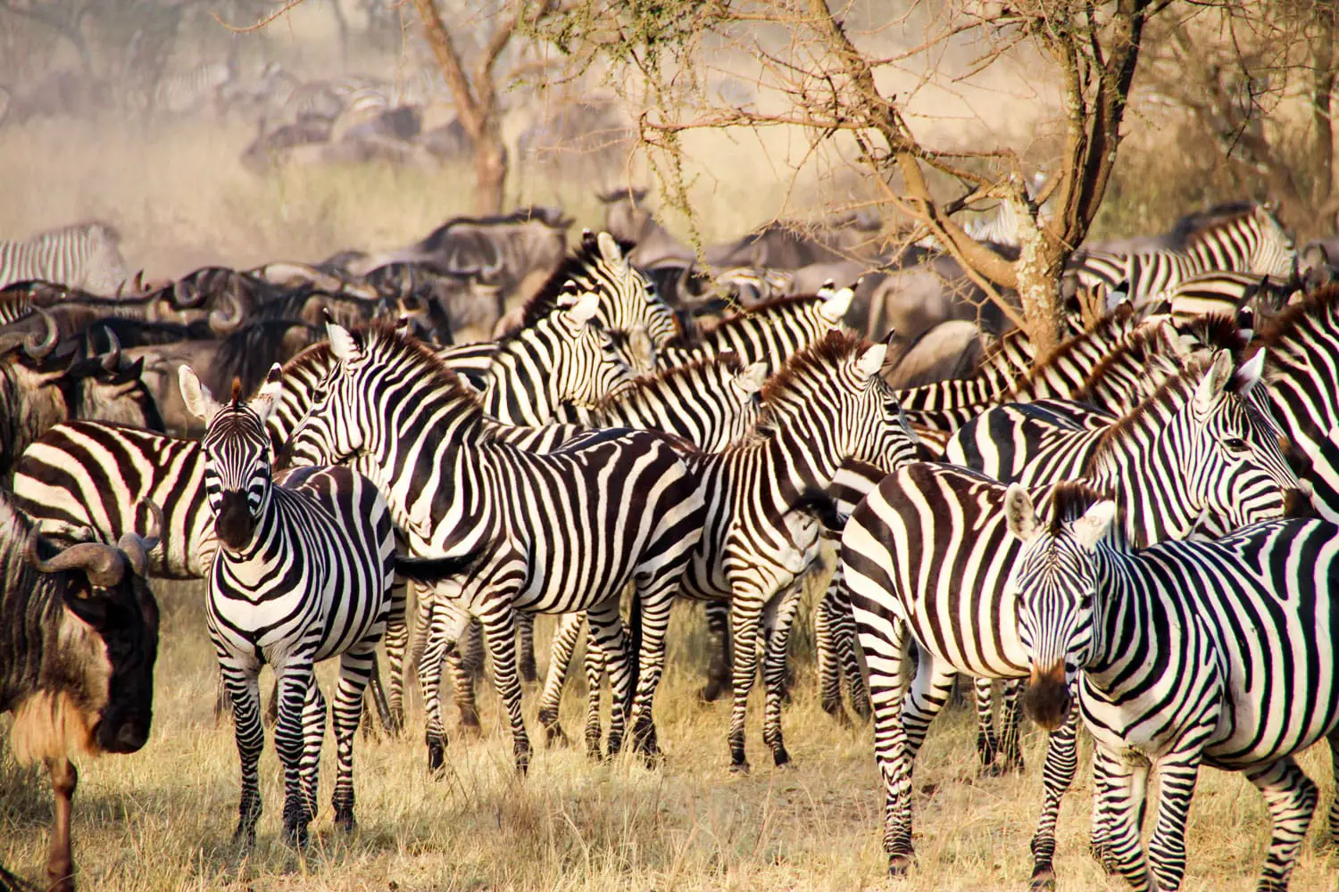 Zebras and wildebeests during the big migration in Serengeti National Park, Tanzania