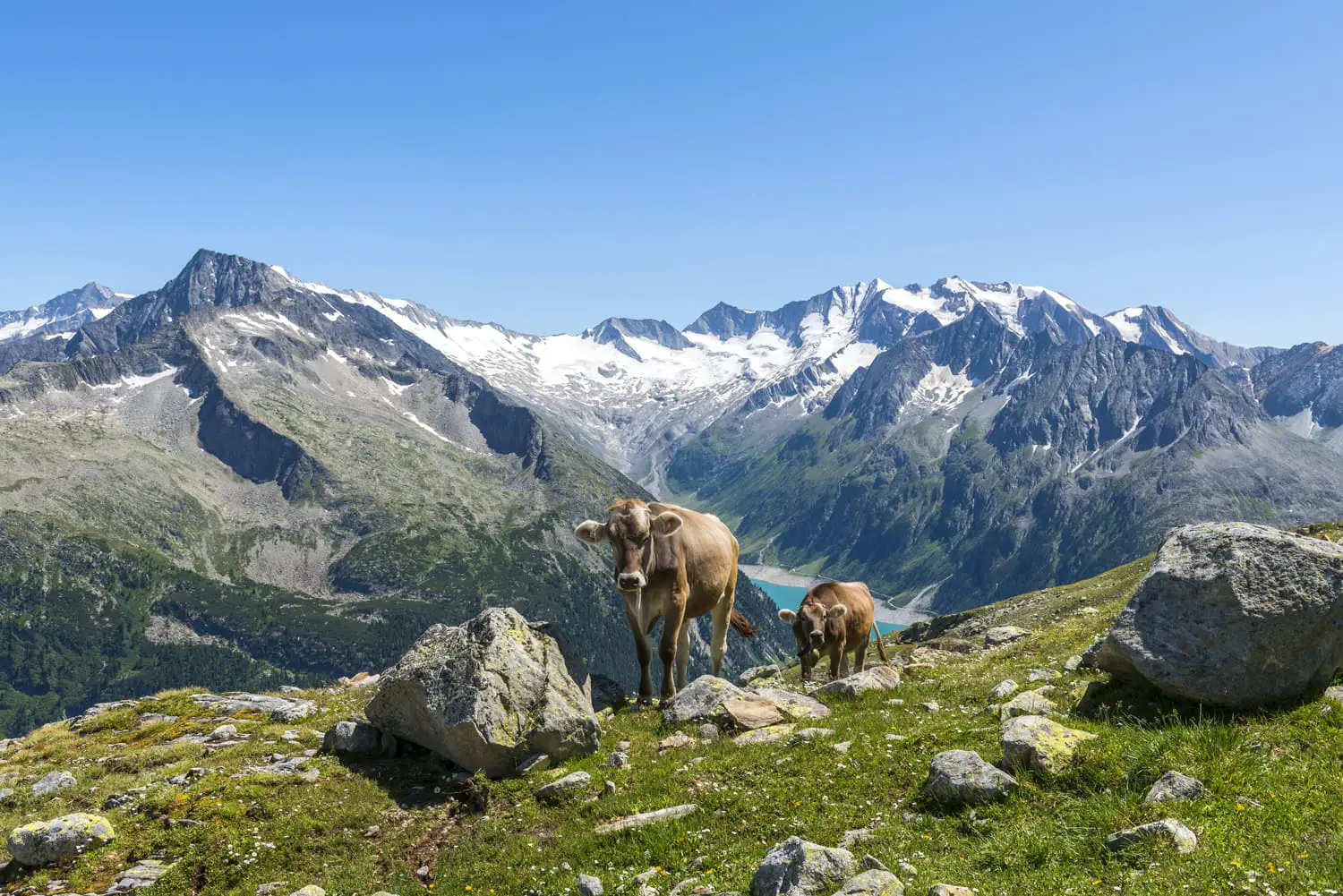 Cows in the Austrian mountains - Zillertal - in the summer time.