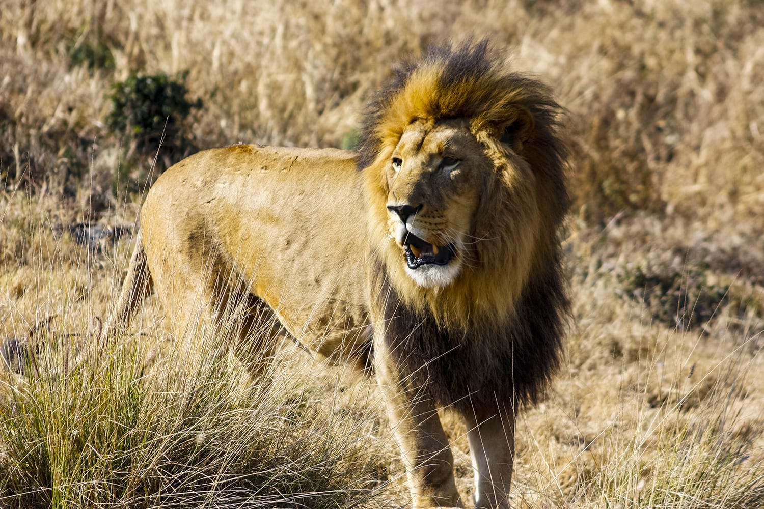 A Southeast African Lion or Transvaal Lion in National Zoological Gardens of South Africa, Pretoria