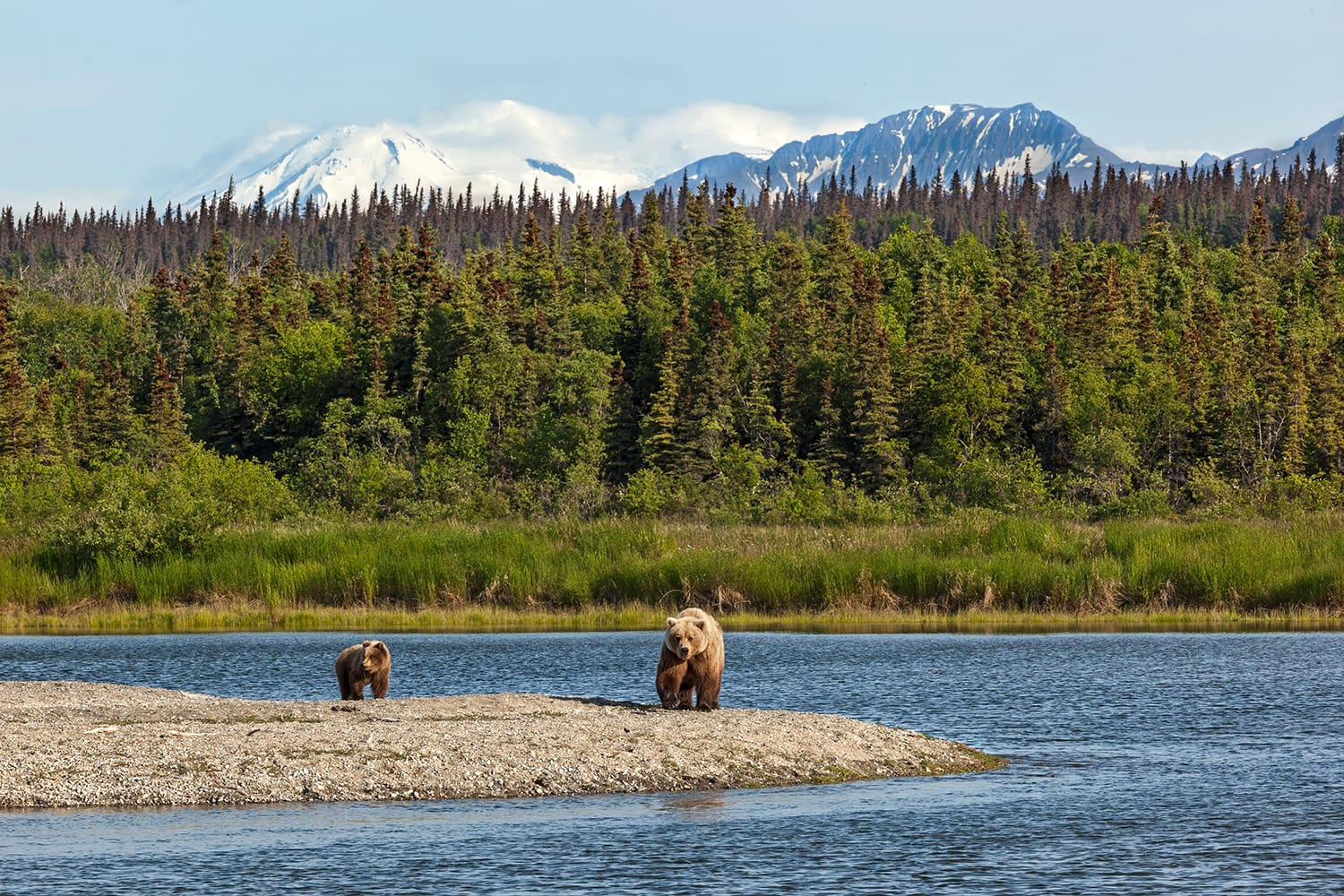 Grizly Bears at Katmai National Park, Alaska, USA