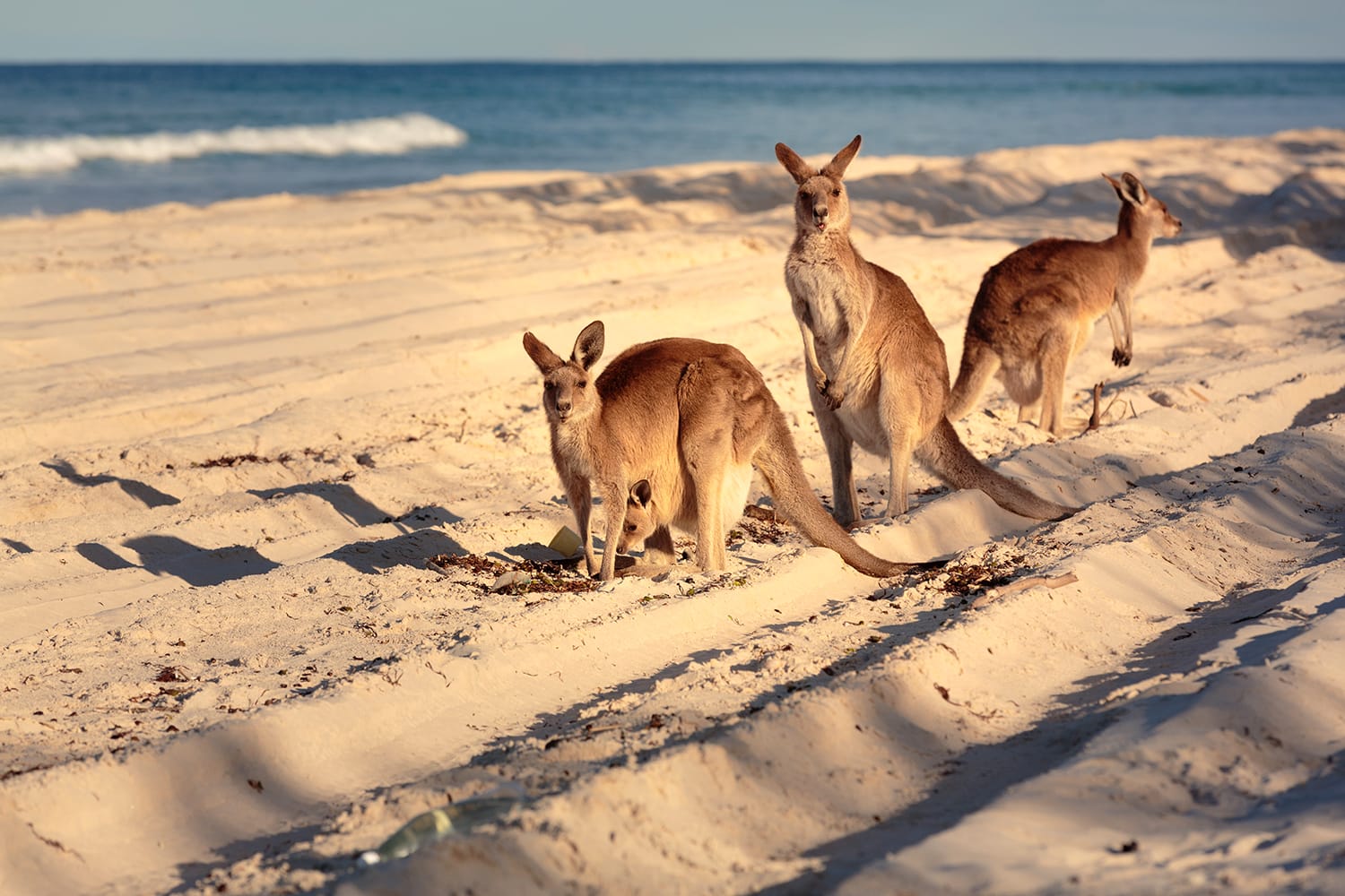 Kangaroos on the beach in Bribie Island, Brisbane, QLD, Australia