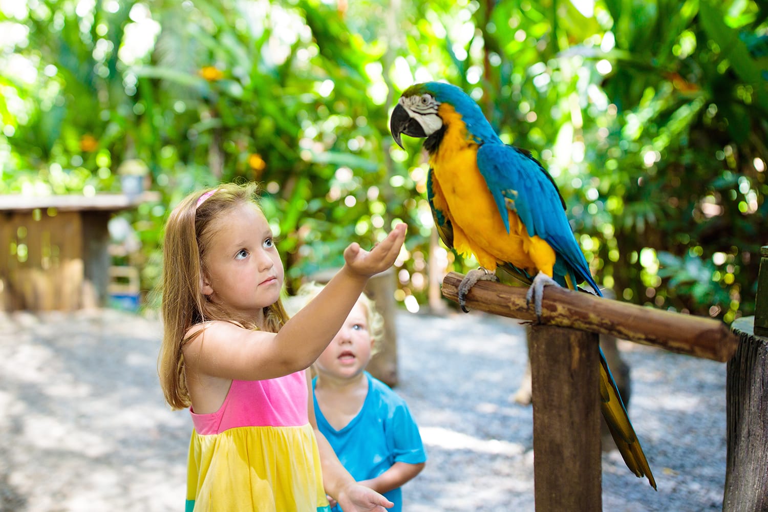 Kid feeding macaw parrot in tropical zoo
