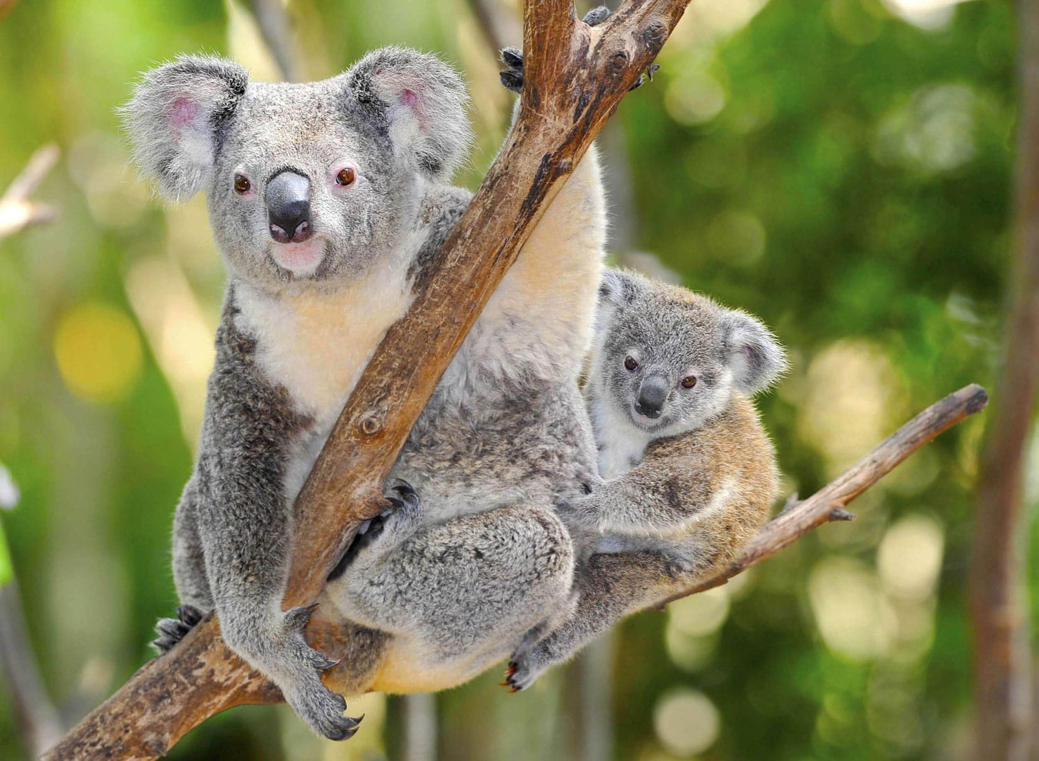 Australian Koala Bear with her baby in eucalyptus tree ,coffs harbor, Sydney, NSW, Australia