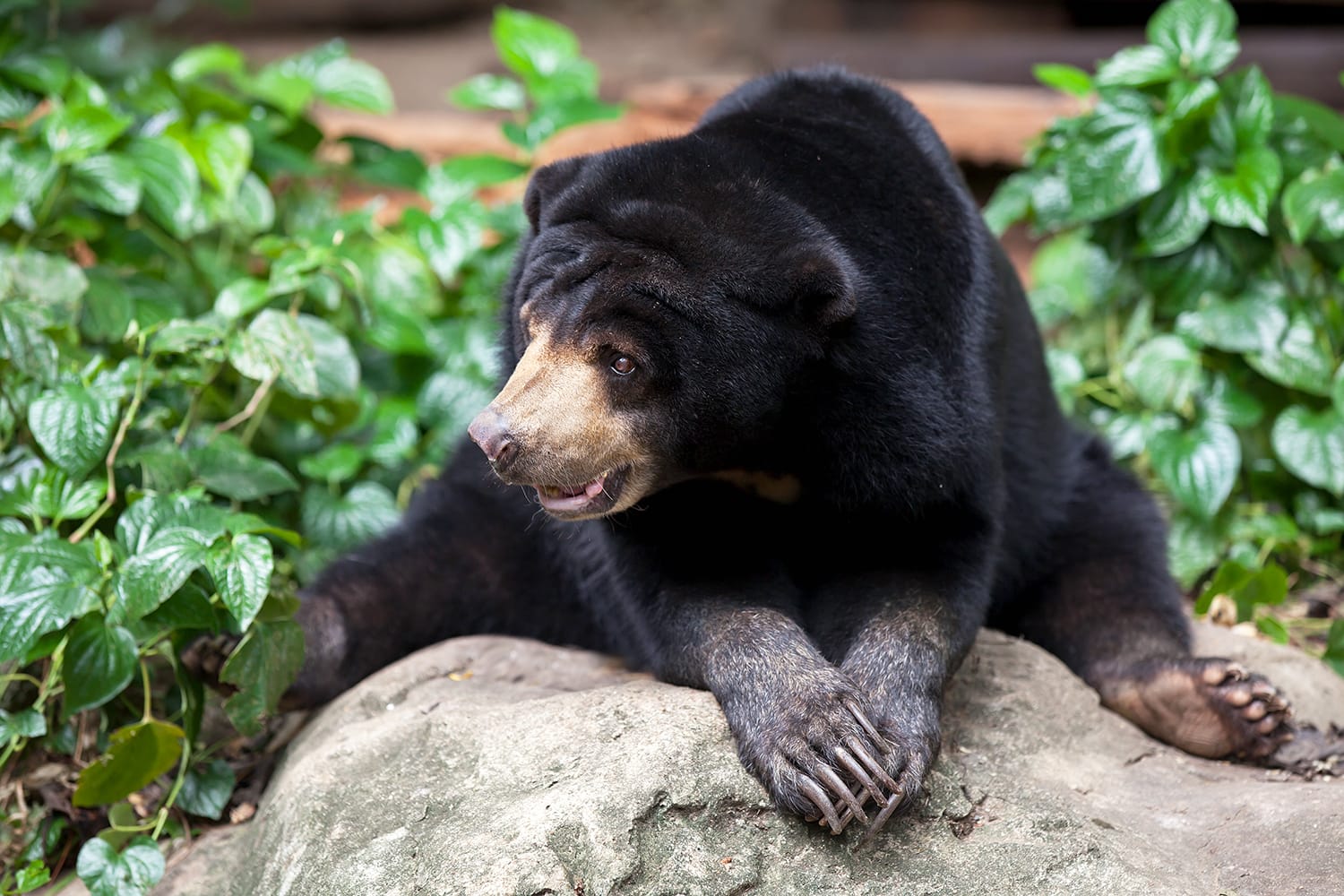 Η Μαλαισιανή Αρκούδα στον Ζωολογικό Κήπο της Ομάχα, Νεμπράσκα, ΗΠΑ