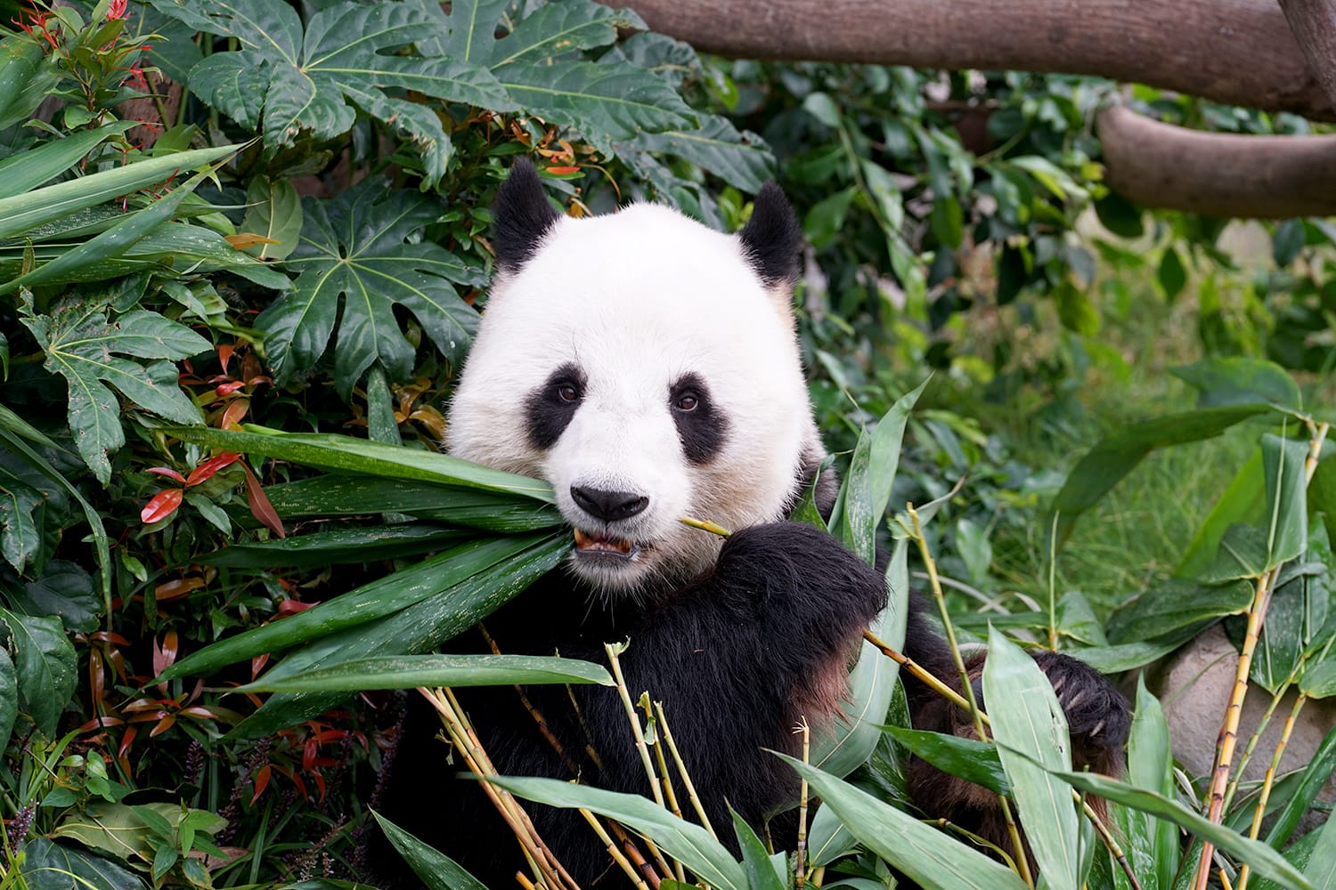 Panda eating bamboo in San Diego Zoo, California, USA