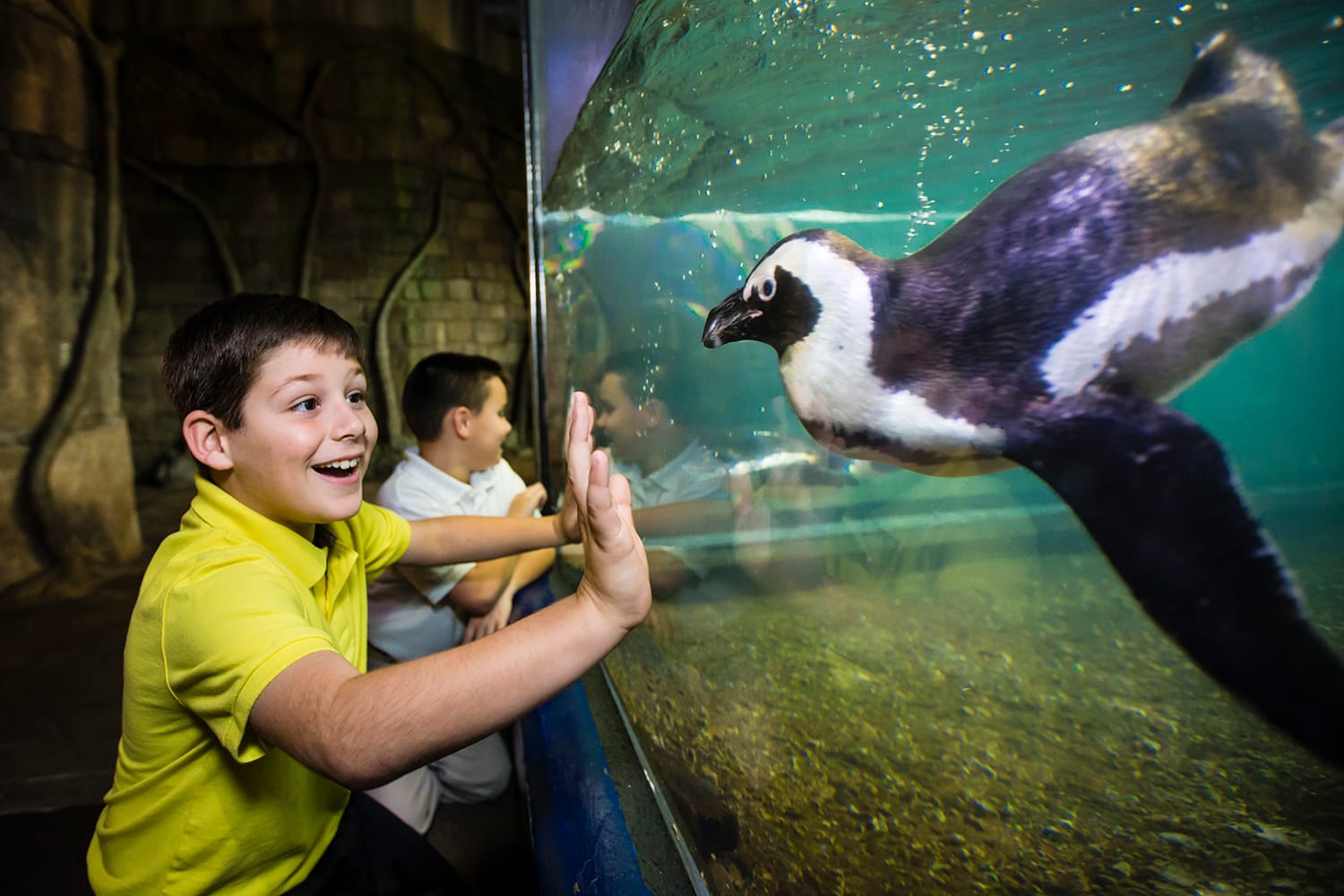 Kids watching penguin at the Audubon Aquarium in New Orleans, LA, USA