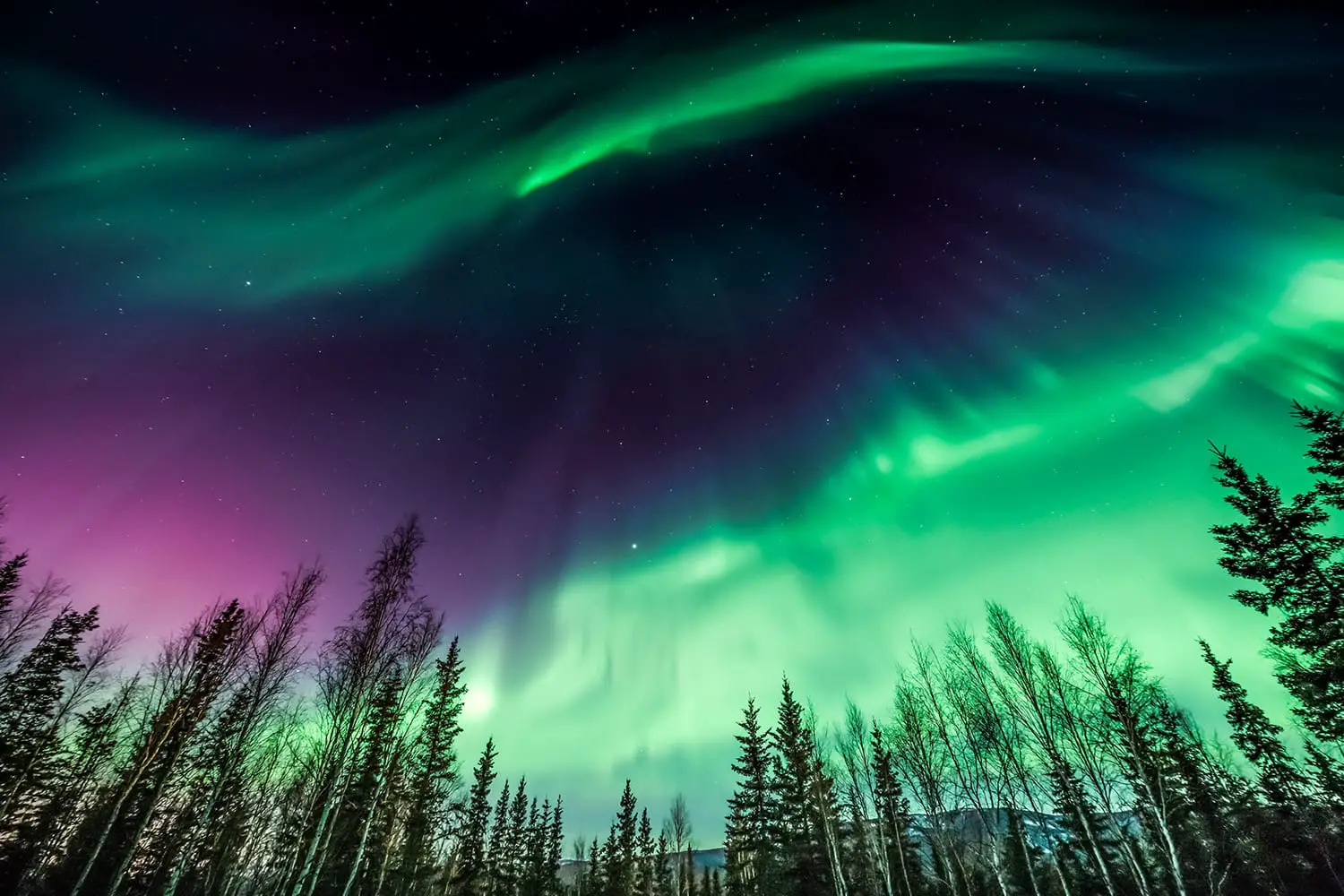 Purple and green Northern Lights in Alaska