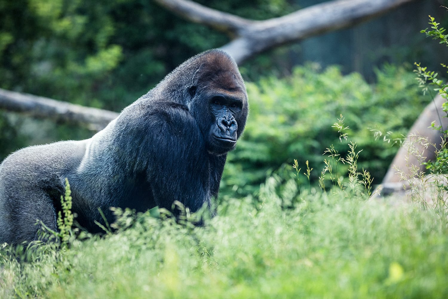 Silverback Gorilla στο Omaha's Henry Doorly Zoo & Aquarium, Νεμπράσκα, Η.Π.Α.