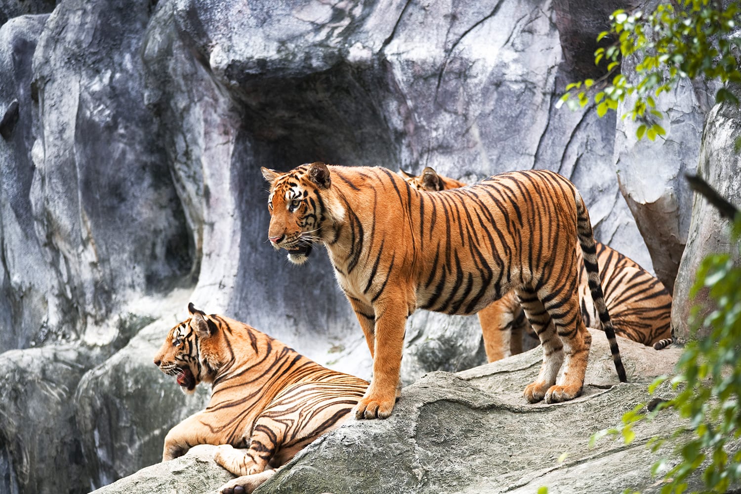 Τίγρη της Σουμάτρας στο Ουαλικό Βουνό Ζωολογικό Κήπο στο Ηνωμένο Βασίλειο