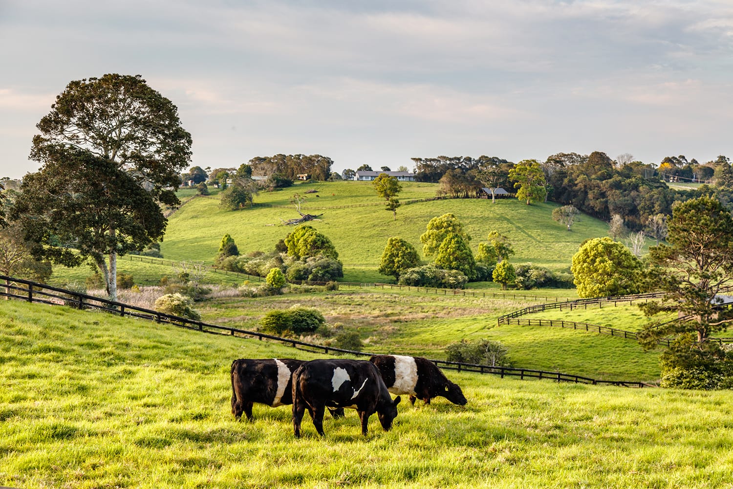 Australian countryside. Friesian cattle in paddock, Sunshine coast, Queensland, Australia