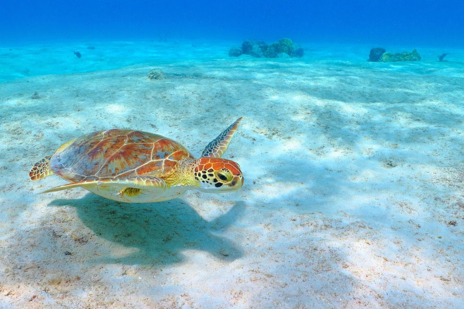The green sea turtle (Chelonia mydas) swimming over the sandy white seabed in Akumal, Mexico