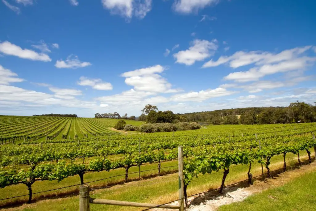 Vine yards in Margaret River, Australia