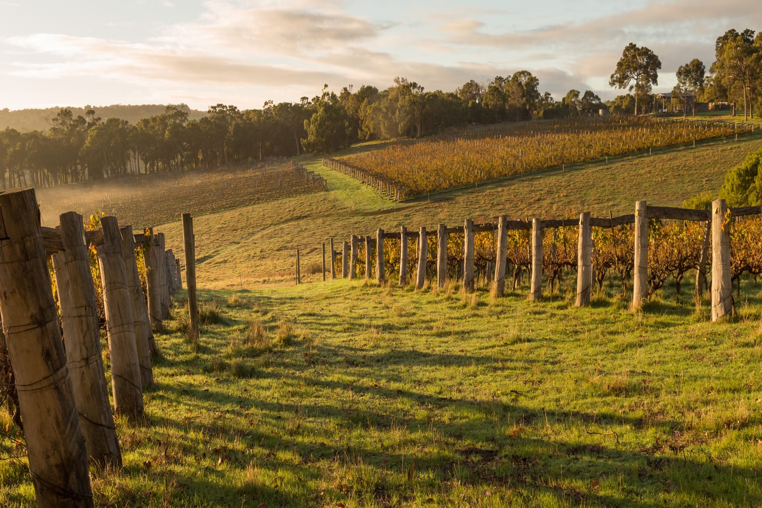 Vineyards in Westerns Australia
