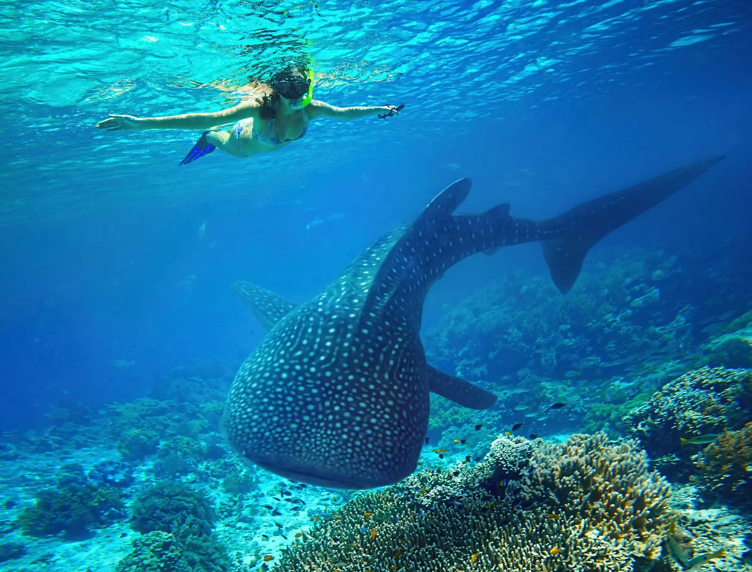 Γυναίκα που κάνει κολύμβηση με αναπνευστήρα με έναν μεγάλο φαλαινοκαρχαρία στο Holbox, Μεξικό