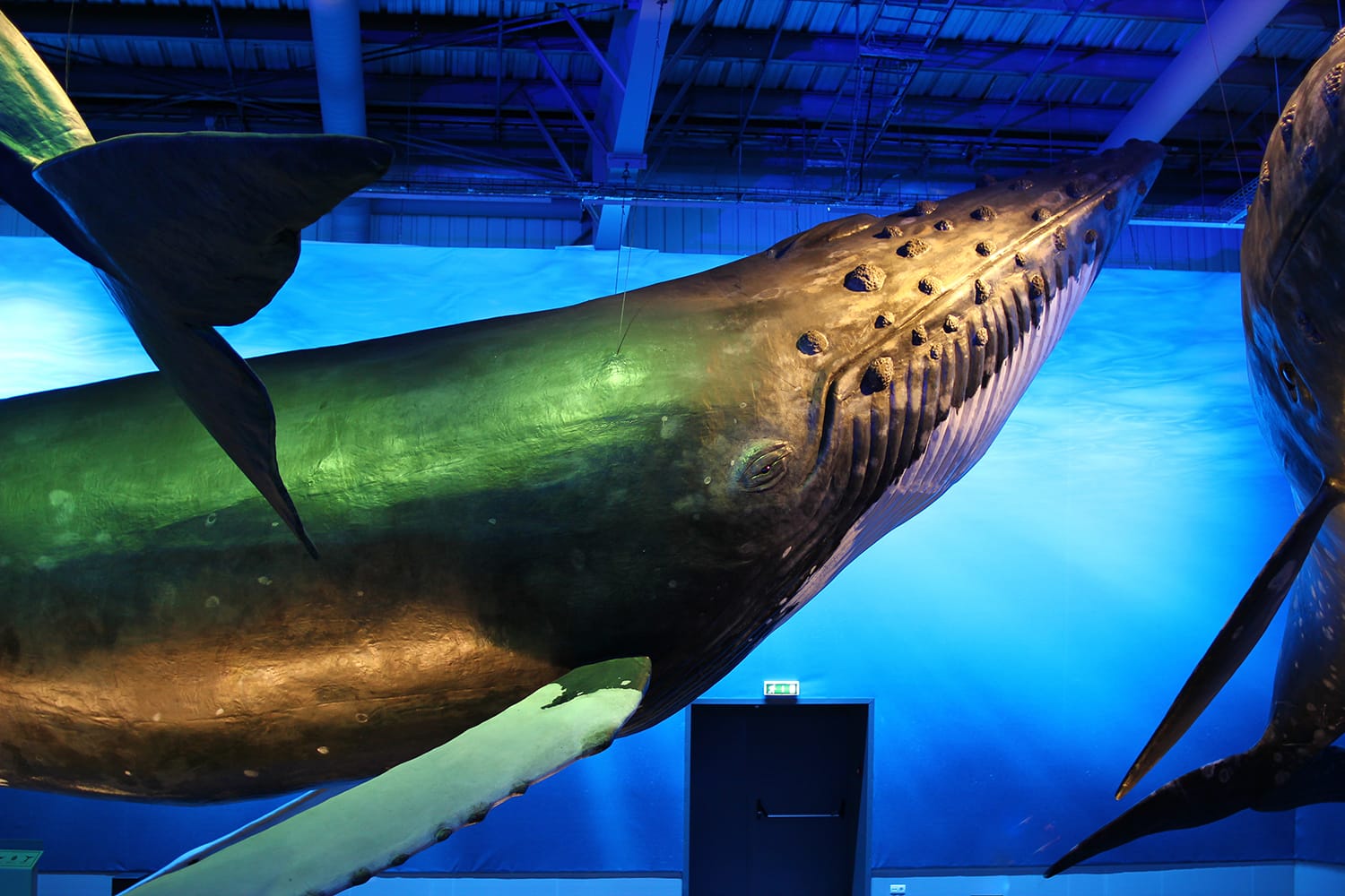 A life-sized model of a Humpback whale, hanging from the ceiling among other whale species models in the world's biggest whale museum: Whales of Iceland.