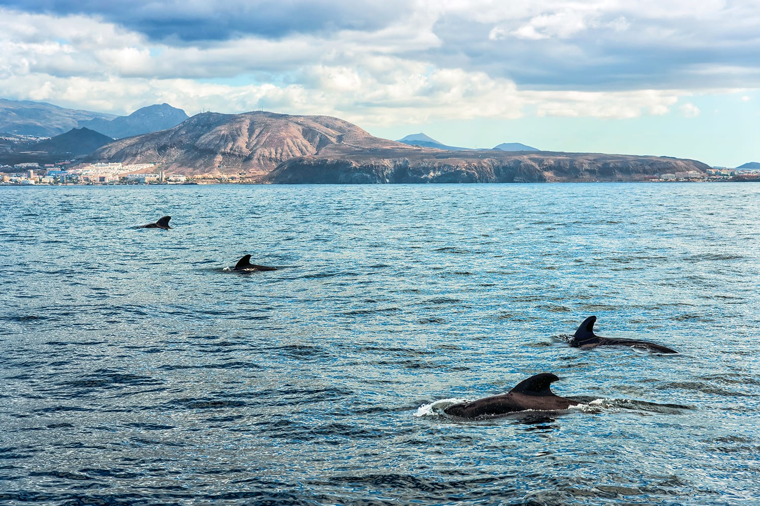Πιλοτικές φάλαινες κοντά στην Τενερίφη, Κανάρια Νησιά