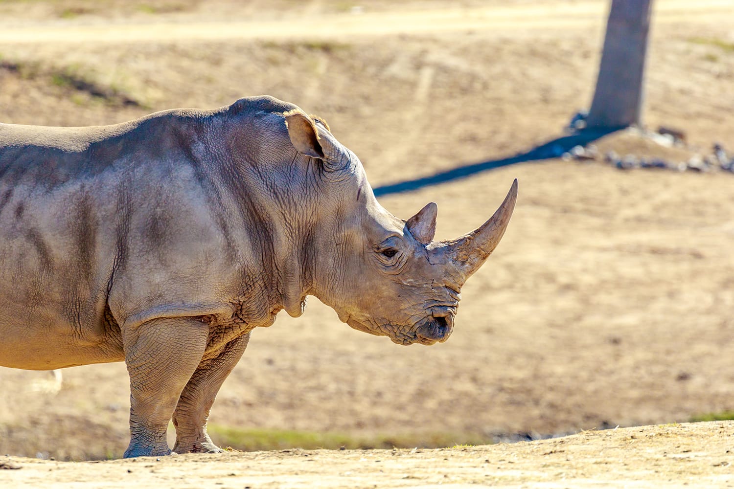 White rhinoceros at San Diego Zoo in California, USA