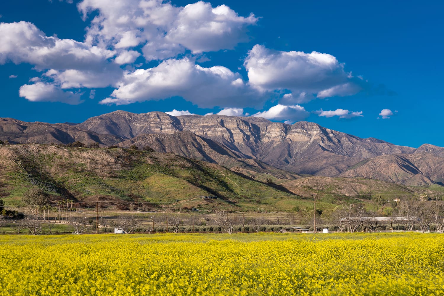 Πεδίο με κίτρινη μουστάρδα και βουνά Topa Topa, Upper Ojai Καλιφόρνια, ΗΠΑ