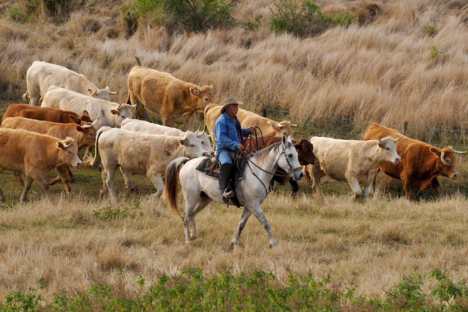 Βοοειδή στο Bourail, Νέα Καληδονία