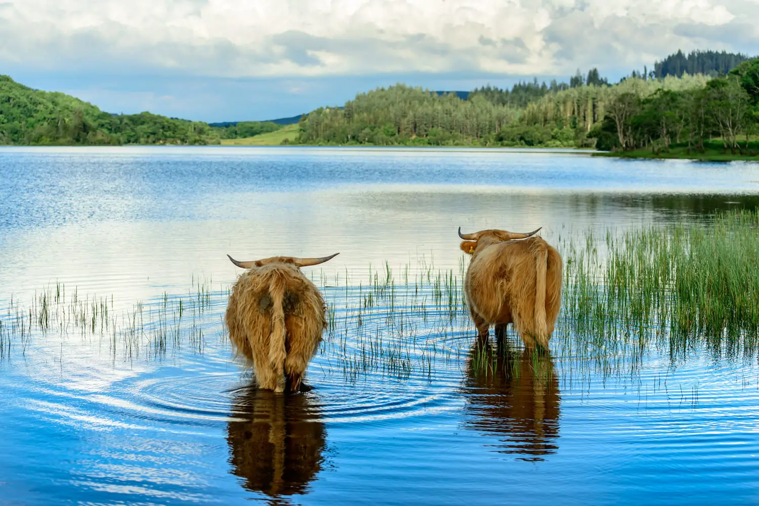 Δύο μοσχάρια Highland χαλαρώνουν στο Loch Archay στο Loch Lomond και στο The Trossachs National Park.